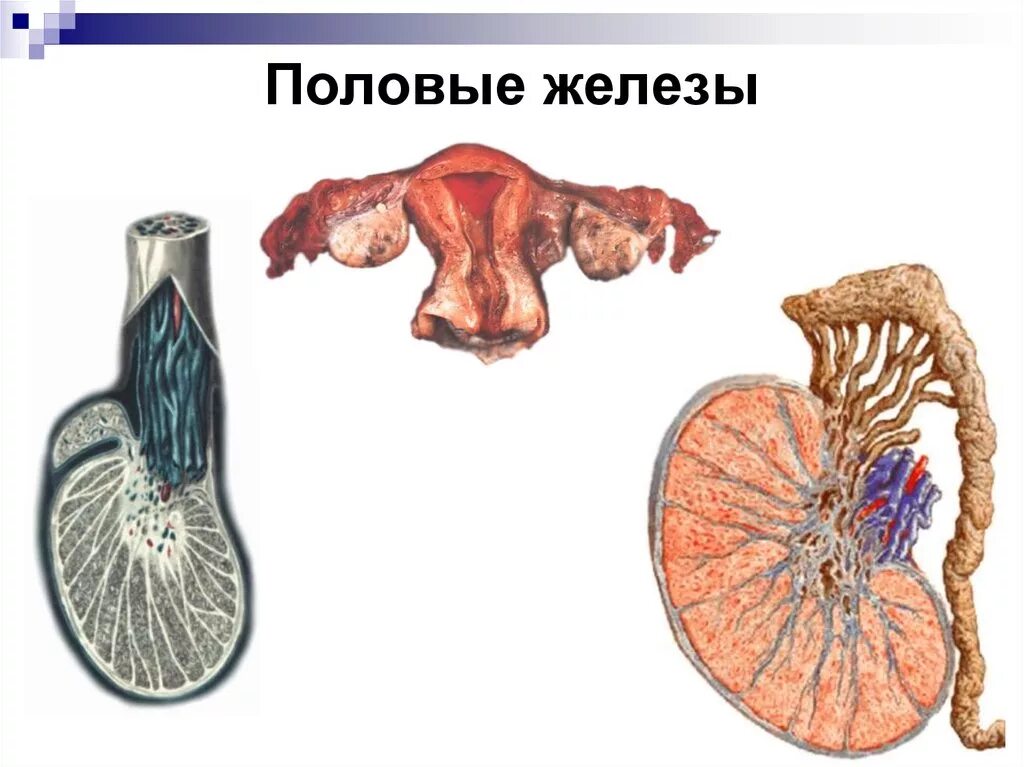 Женские и мужские половые железы. Половые железы. Половая железа. Половые железы яичники и семенники. Женские половые железы у человека.