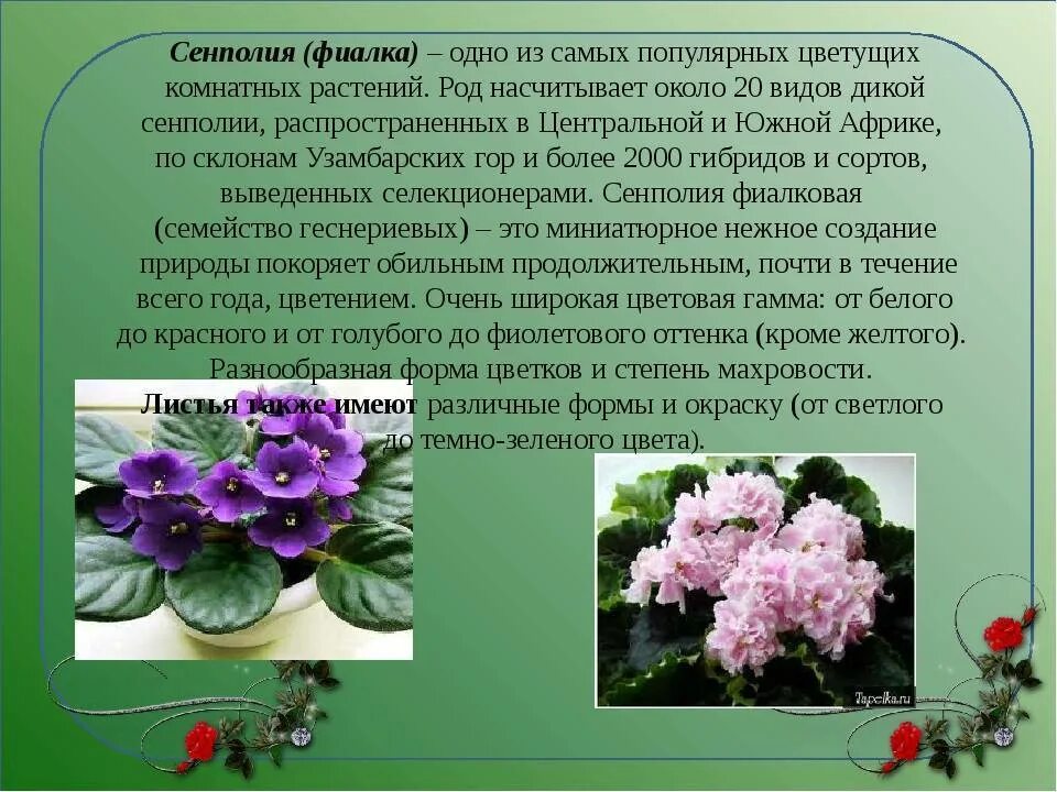 Фиалка внешнее строение. Родина фиалка узамбарская. комнатное растение узамбарская фиалка. узамбарская фиалка это комнатный цветок?. узамбарская фиалка строение.