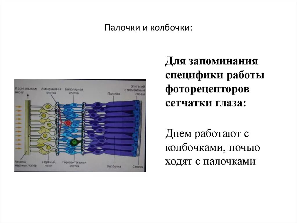 Палочки и колбочки сетчатки глаза функции. Расположение палочек и колбочек в сетчатке. Колбочки сетчатки к какому цвету чувствительны. Палочки и колбочки ЕГЭ биология.