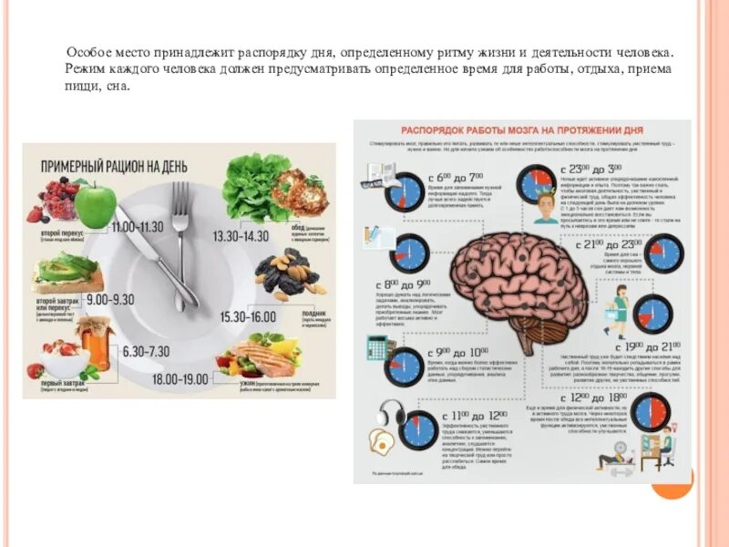 Особенности работы мозга. Периоды активности мозга. Распорядок дня мозга. Активность мозговой деятельности. Работоспособность мозга по часам.