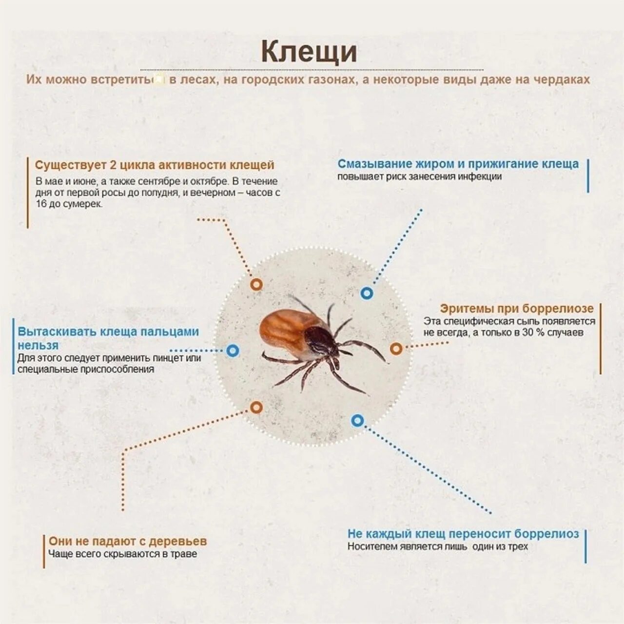 Клеща маслом можно ли. Клещевой боррелиоз на коже. Как выглядит головка клеща. Боррелиоз после укуса клеща у человека.