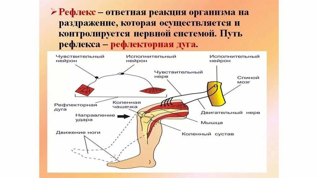 Схема рефлекторной дуги безусловного рефлекса. Рефлекторная дуга человека. Сложная рефлекторная дуга для условного рефлекса. Схема действия защитного рефлекса.