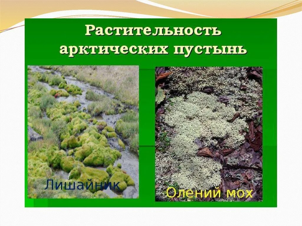 Выберите растения арктических пустынь. Растительность арктических пустынь. Растительный мир арктических пустынь. Арктические пустыни растения. Растения зоны арктической пустыни.