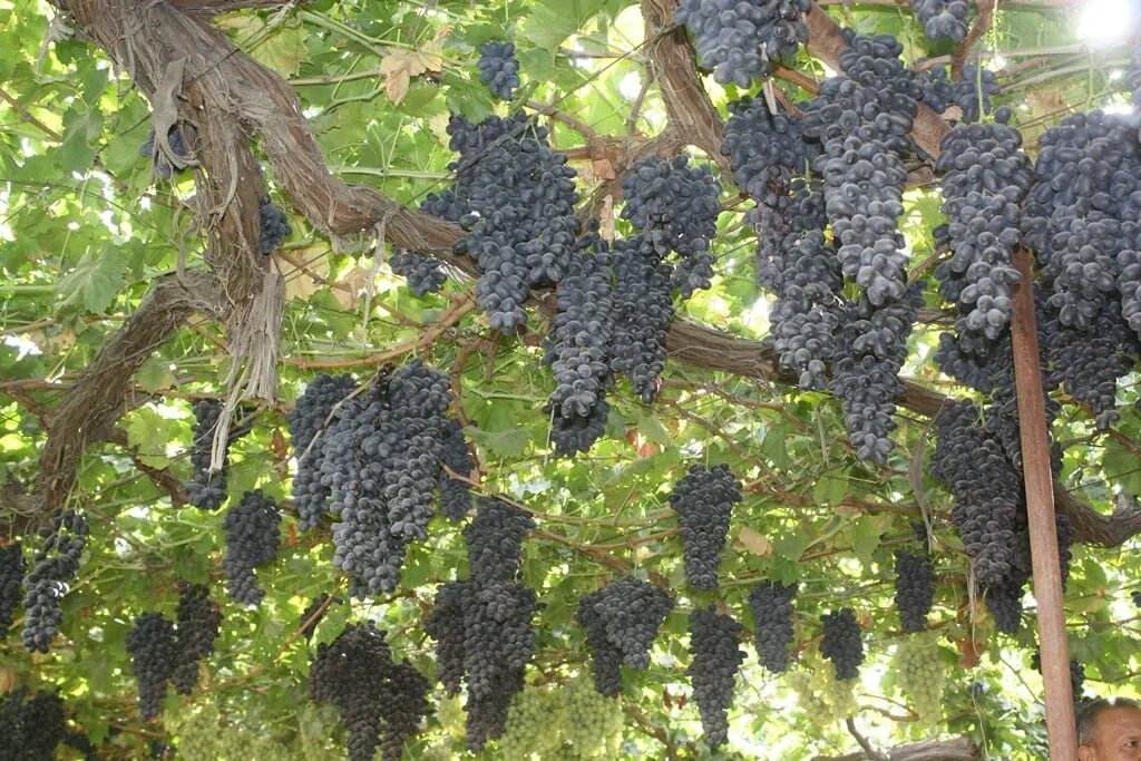 Виноград Турсунзаде. Виноград Регар Таджикистан. Ширинии ангур. Виноградный сад в Таджикистане. Виноград джазби