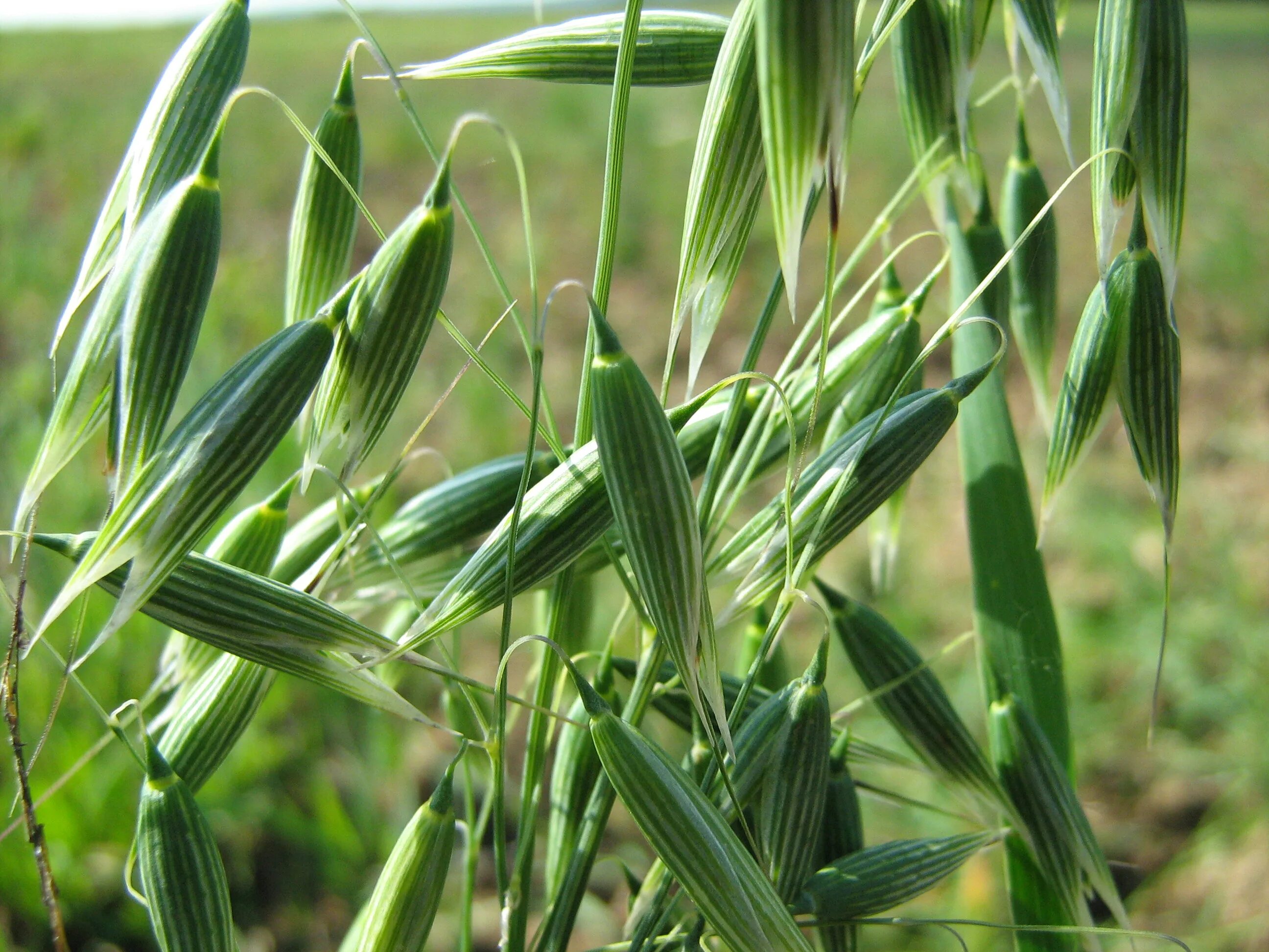 Овес двудольный. Овес обыкновенный (Avena Sativa. Овсюг обыкновенный. Овес посевной (Avena Sativa). Овсюг полевой.