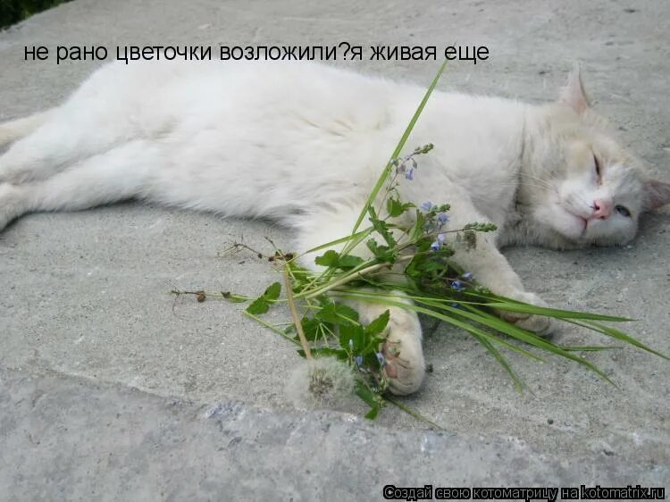 в. паттинсон пацан. я шагаю с работы устало. демотиваторы про усталость. демотиваторы с ежиками.