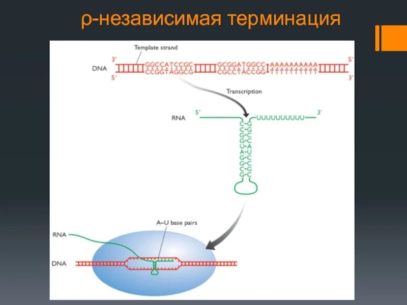 Элонгация транскрипции. Rho-зависимая/независимая терминация транскрипции. Rho независимая терминация. Независимая терминация транскрипции. Терминация транскрипции РО-зависимая и РО-независимая.