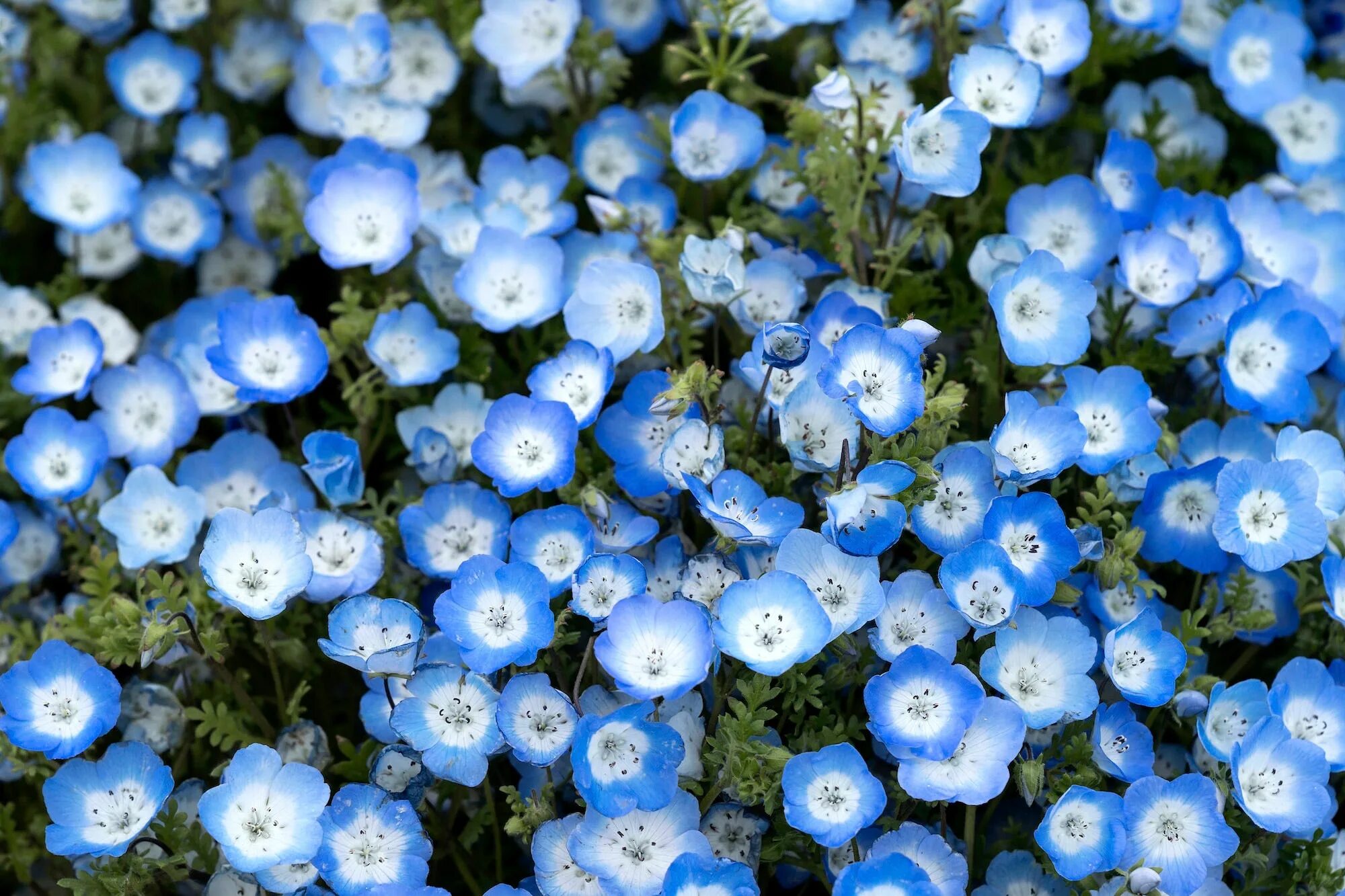 Бейби блу. Бейби блу. Baby голубая. Пастельный baby blue. Бэйби блю.