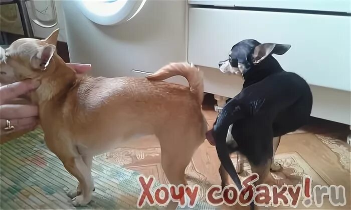 Вязка у собак чихуахуа. Чихуа на свадьбе. Чихуа на свадьбе. Спарить чихуахуа. Вязка у собак чихуахуа.