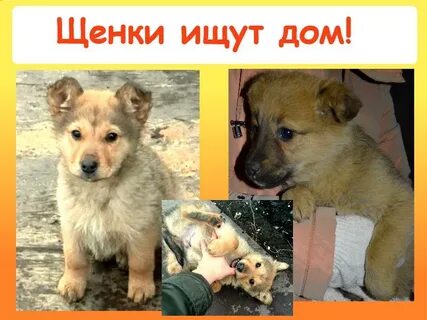 Объявление отдам щенят в добрые руки