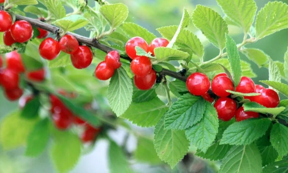 Войлочная вишня Триана Продажа саженцев цены питомника Крымский Дачник