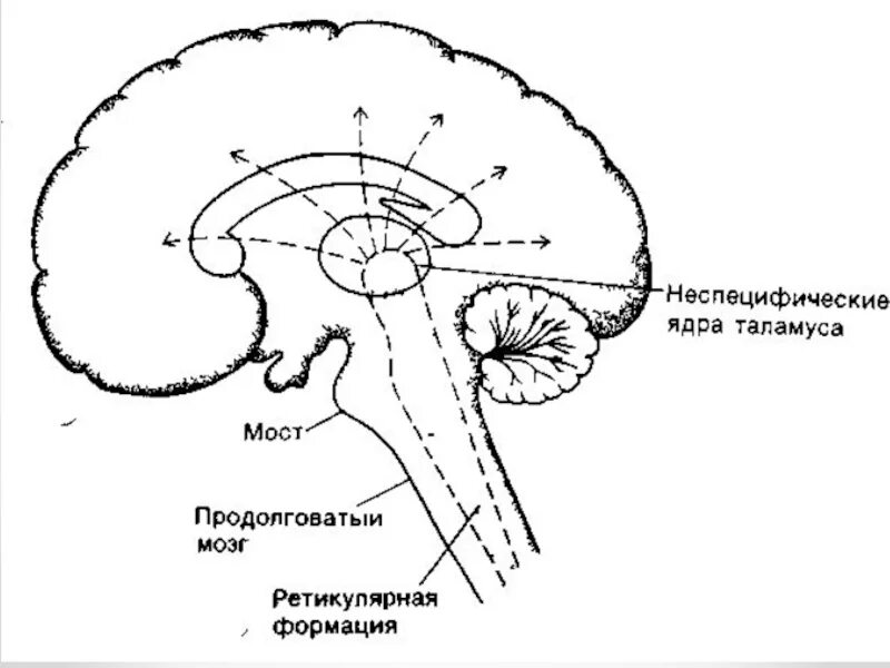 Неспецифические ядра ретикулярной формации. Ретикулярная формация ствола головного мозга. Ядра ретикулярной формации ствола мозга. Ядра ретикулярной формации таламуса.