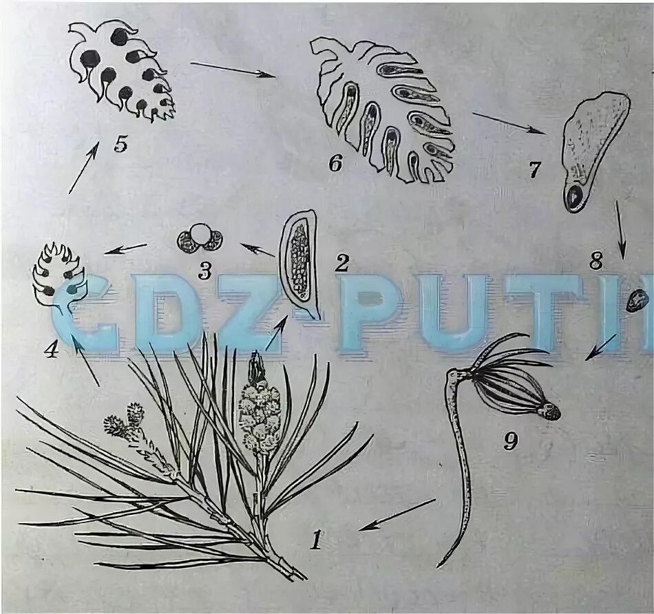 Голосеменные тест 7 класс. Рис 97 размножение голосеменных. Цикл развития голосеменных растений схема. Рисунок размножение голосеменных растений 6 класс. Жизненный цикл голосеменных.