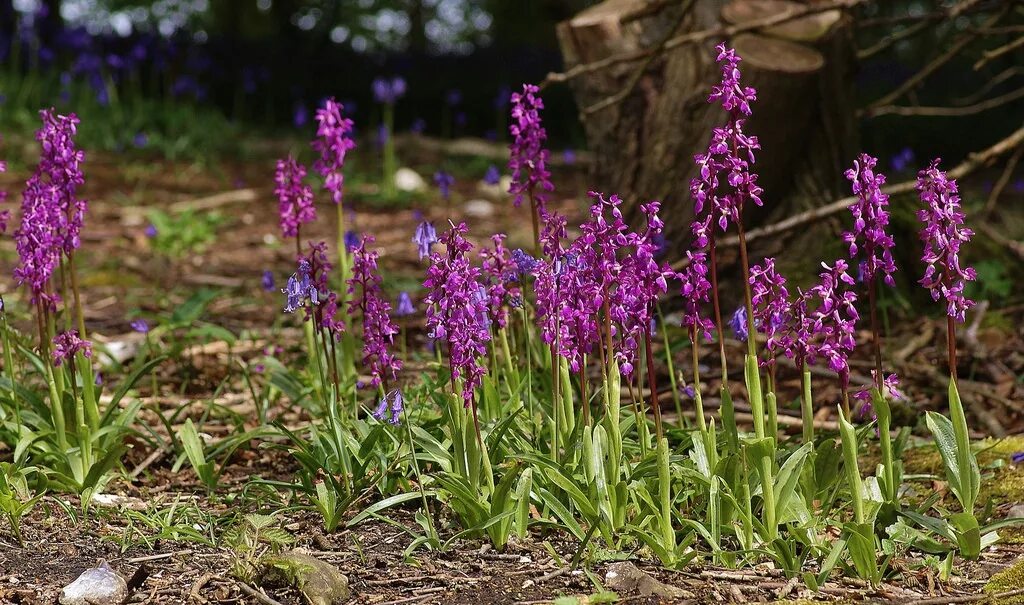 Ятрышник фото. Ятрышник клопоносный. Орхидея ятрышник. Orchis (ятрышник). Ятрышник клубни.