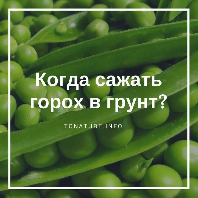 Посев гороха. Сажаем горох. Горох в открытый грунт. Когда сажать горох. Горох с какого возраста