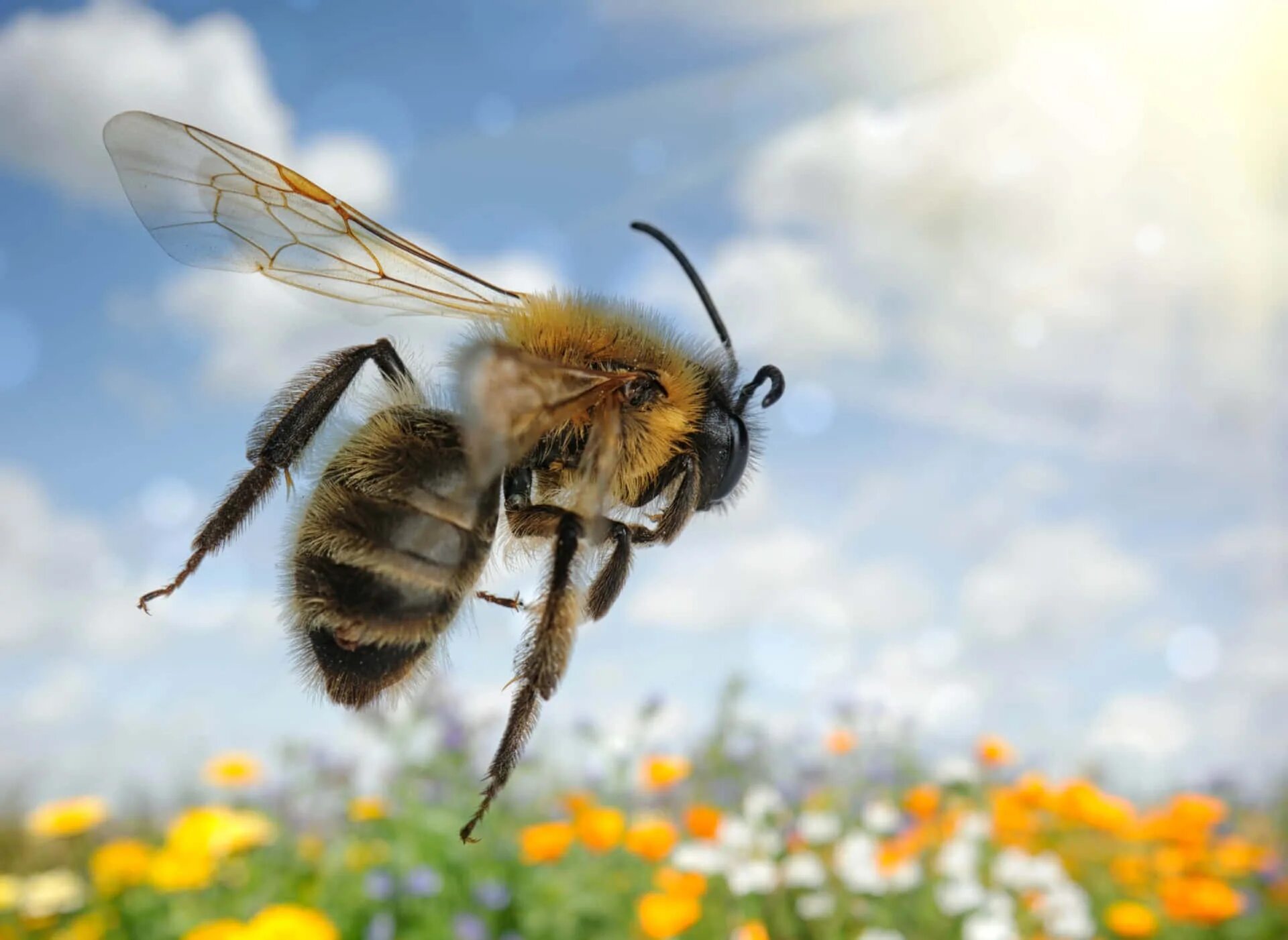 Bee fly. Пчела. Пчела в полете. Пчела летит. Полет пчелы.
