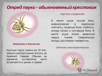 Укус крестовика