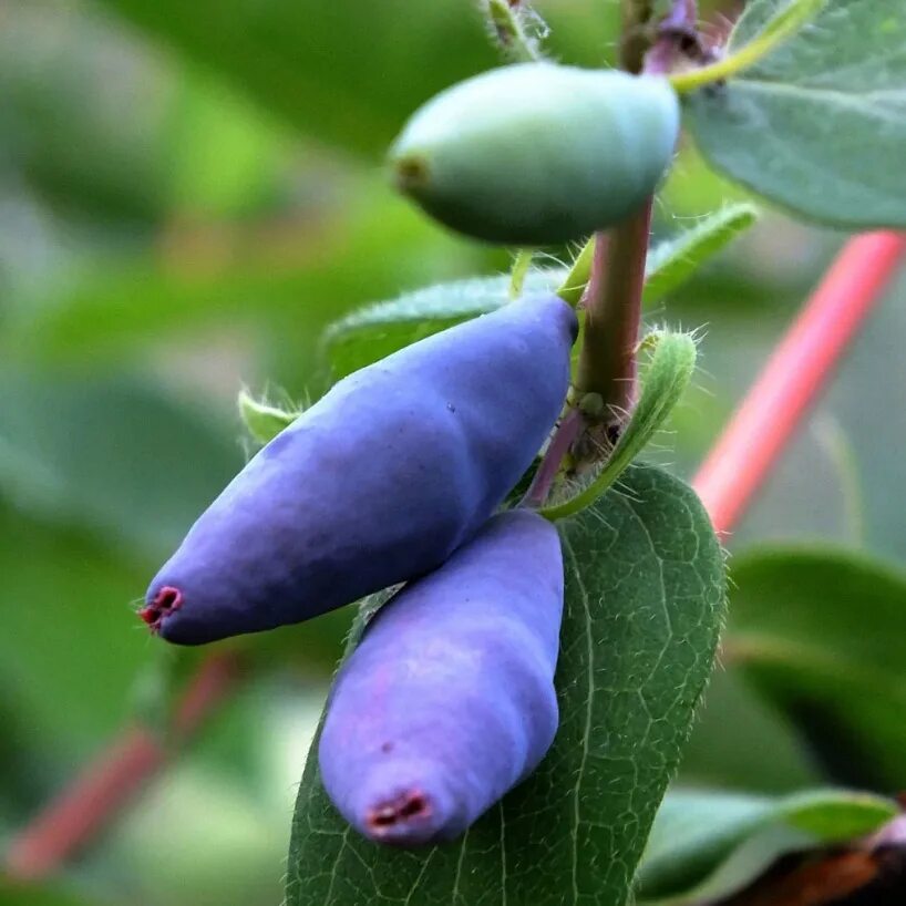 Жимолость черничка. Жимолость съедобная. Жимолость голубая (Lonicera caerulea). Жимолость ягода. Жимолость Камчадалка.