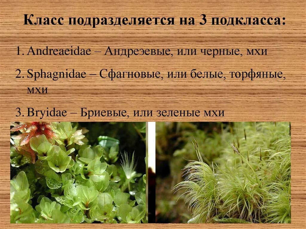 2 класса мхов