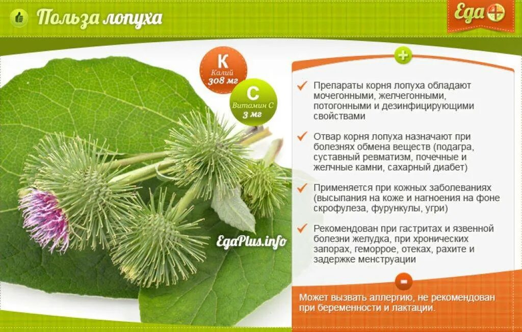 Листья лопуха лечебные. Корень лопуха польза вред для организма человека. Корень лопуха для чего полезно. Корень лопуха для чего полезно. Корень лопуха польза вред для организма человека.