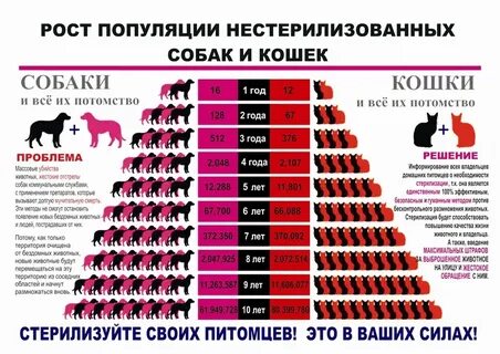 На сколько дней можно оставлять кошку одну