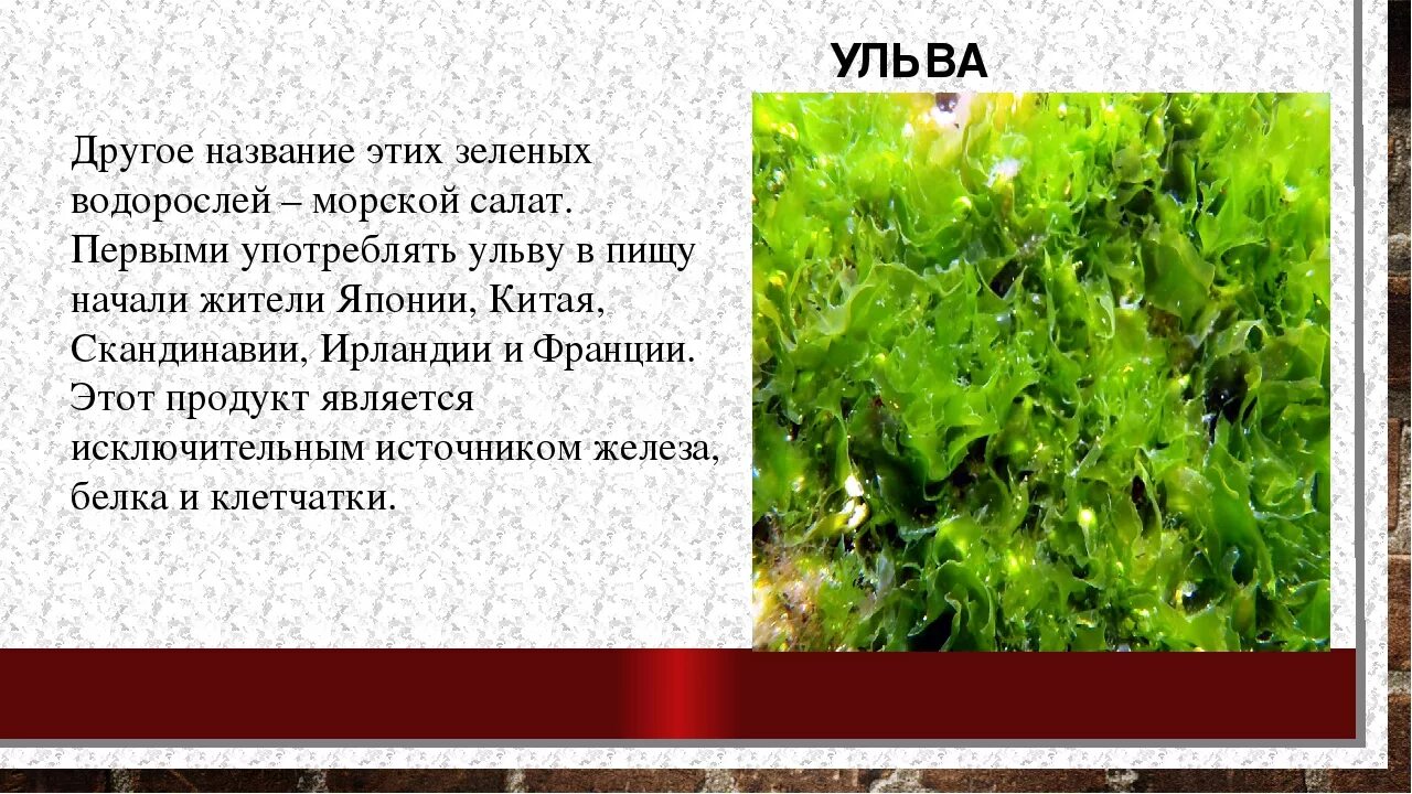 Водоросли относятся к животным. Съедобные водоросли названия. Зелёные водоросли съедобные название. Съедобные водоросли съедобные водоросли. Зеленые морские водоросли съедобные.