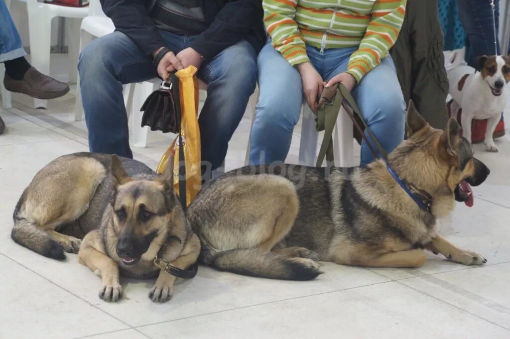 Выставка собак Белгород. Выставка собак скор. Выставки собак в Белгороде фото. Грумер Белгород собаки Таврово 9. Выставки собак скор