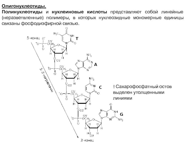 Связи в нуклеиновых кислотах. Полинуклеотид схема. Мономерные звенья нуклеиновых кислот. Строение полинуклеотида. Происхождение термина полинуклеотид.