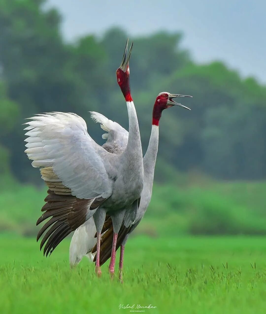 Журавль стоит на 2. Цапля на болоте. Журавль-красавка брачные танцы. Маньчжурский красноголовый журавль. День журавля.