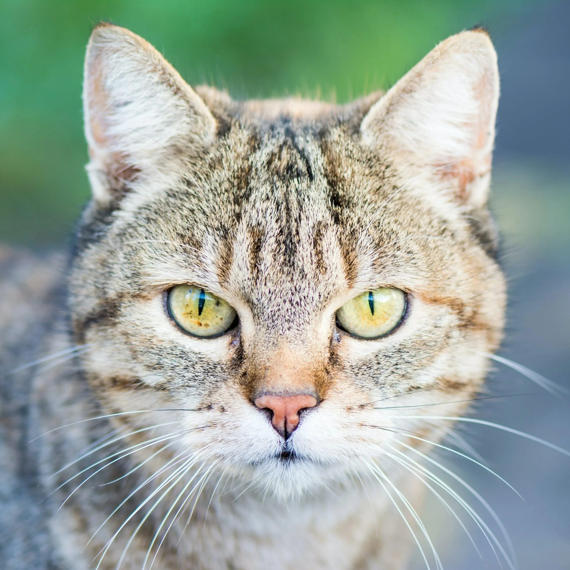 Картинки лица кошек. Картинки лица кошек. Лицо кота. Лицо кошки. Картинки лица кошек.