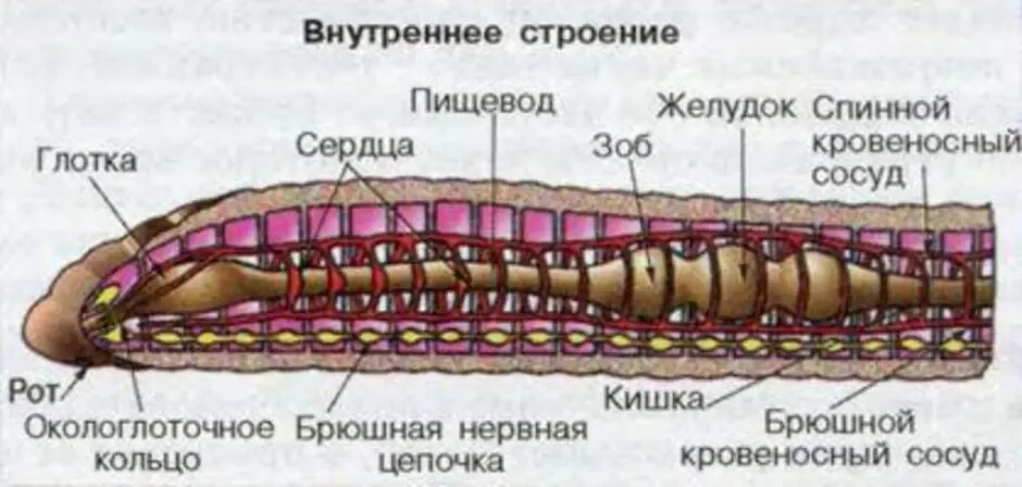 Из чего состоит червь. Внутреннее строение кольчатых червей схема. Малощетинковые черви строение. Кольчатые черви внутреннее строение. Внутреннее строение кольчатого червя 7 класс биология.