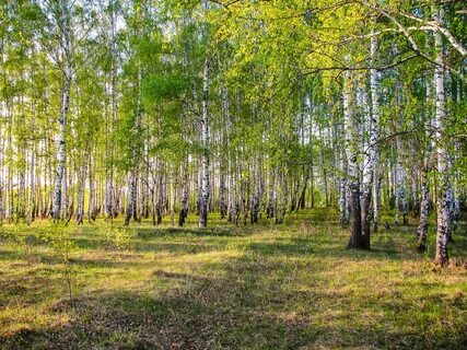 Березовая роща нн