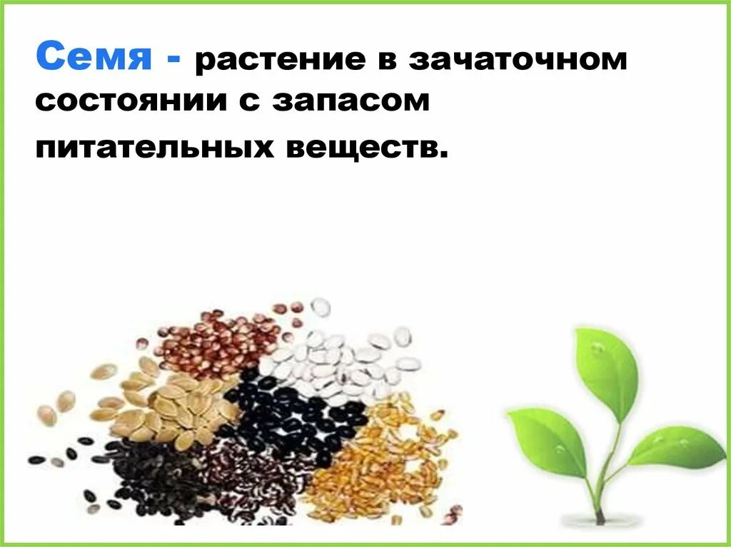 Зачаточное состояние. Питательные вещества в семени. Семя растения. Вещества в семенах растений. Запас питательных веществ в семени.