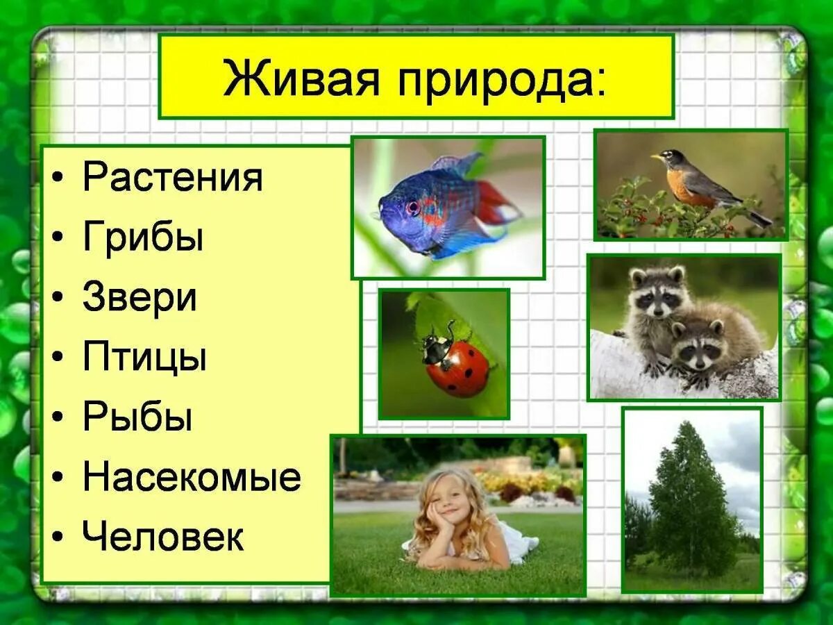 Что относится к природе 2 класс. Живая природа презентация. Птицы звери насекомые. Живая природа окружающий мир. Живая и неживая природа презентация.