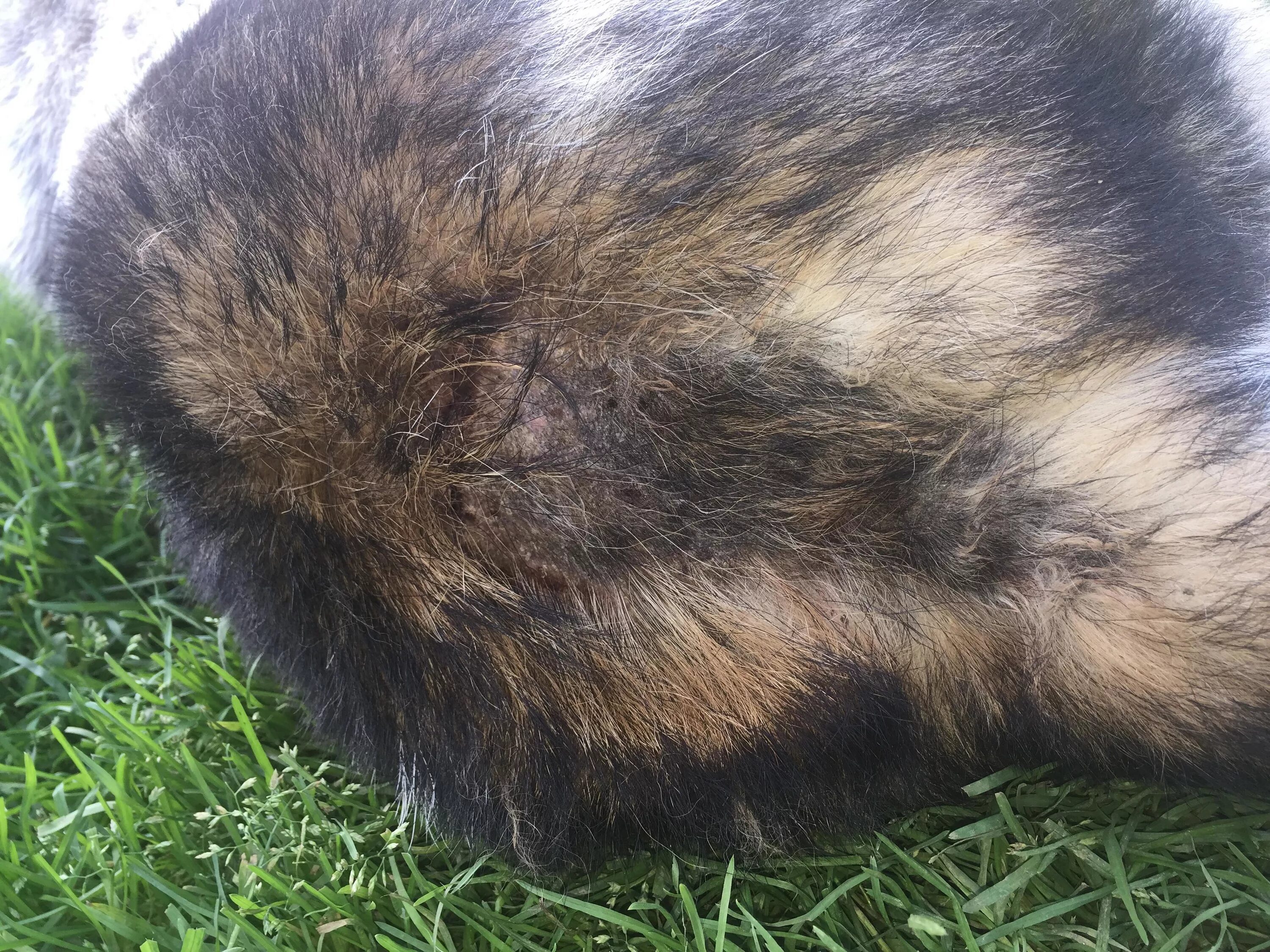 Залысины на голове у кота. У кошки проплешины шерсти. Проплешины на шерсти. Трихофития (стригущий лишай). Проплешины на шерсти.