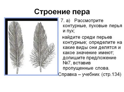 Размеры контурного пера и пухового пера