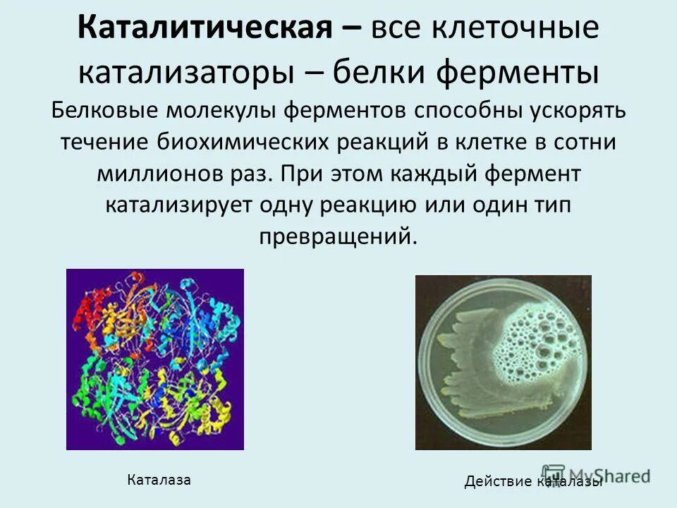 Белки клетки, катализирующие биохимические процессы. Клеточные ферменты. Белки-ферменты способны ускорять биохимические процессы в. Каталитическая функция белков.