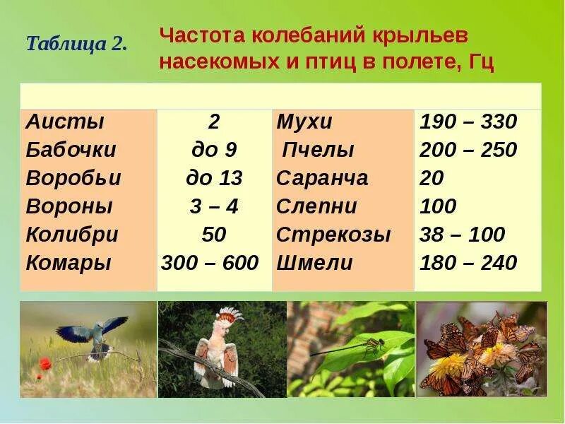 Сколько взмахов в секунду. Частота колебаний крыльев насекомых. Таблица колебаний крыльев насекомых. Частота взмахов крыльев комара. Частота колебаний крыльев мухи.