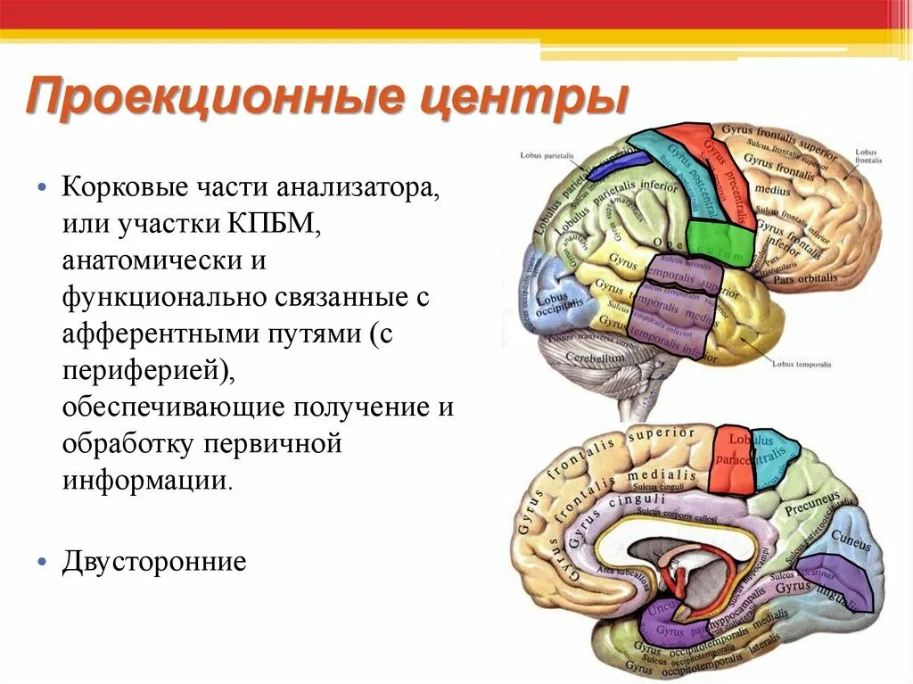 Корковые центры мозга. Проекционные центры. Проекционные центры мозга. Проекционный центр схемы тела. Корковые центры.