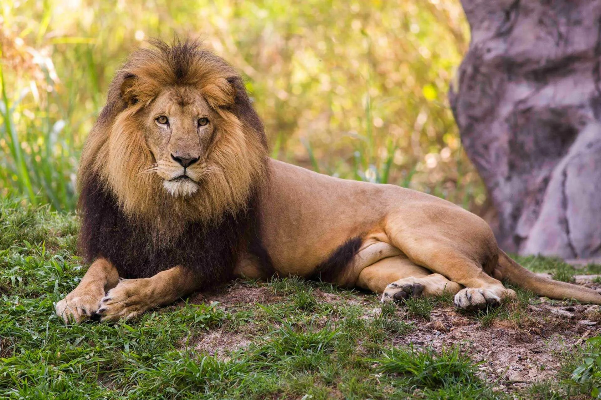 Картинки львов. Капский Лев. Черногривый Лев. Гималайский карликовый Лев. Lion Капский Лев.