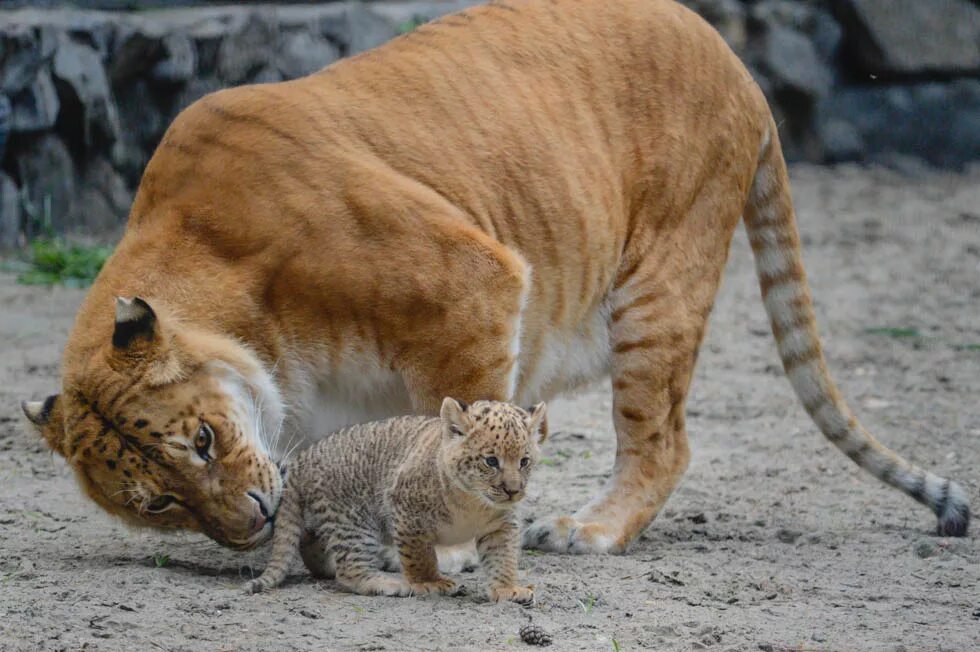 потомки животных. потомки животных. африканский саванный слон. потомки животных. потомки животных.