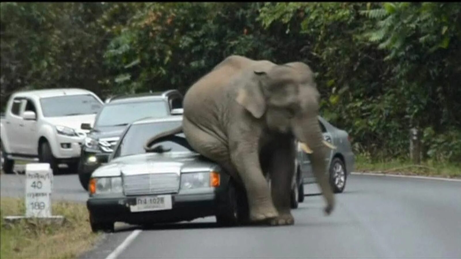 An elephant can climb. Слон раздавил машину. Слон нападает на машину.