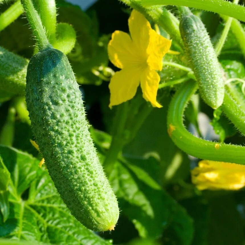 урожайные огурцы. огурец саунд f1. сидор бокогрей огуречник. огурец бабайка f1. огурец хрустик f1.