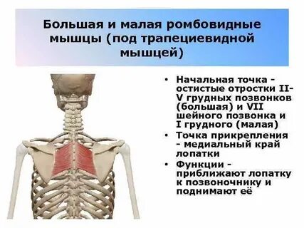 Большая и малая мышца