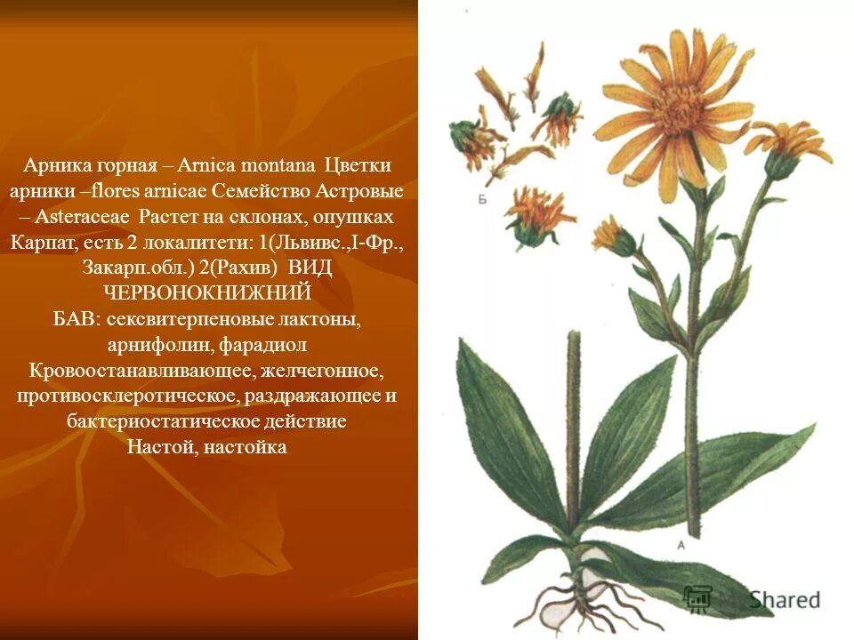 Растение арника Фитостудия-63.ру