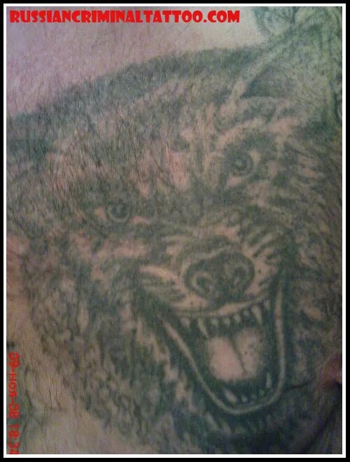 Тату волка на плече. Зоновские наколки волк. Волк наколка тюремное. Тюремные наколки оскал. Волк может зеком быть.