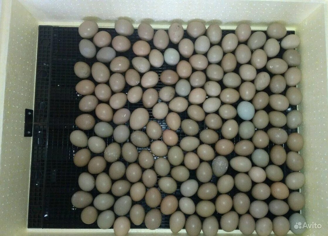 Инкубационное яйцо фазана купить. Инкубация яиц фазана. Инкубатор для фазанов. Размер яйца фазана. Инкубация фазанов в инкубаторе.
