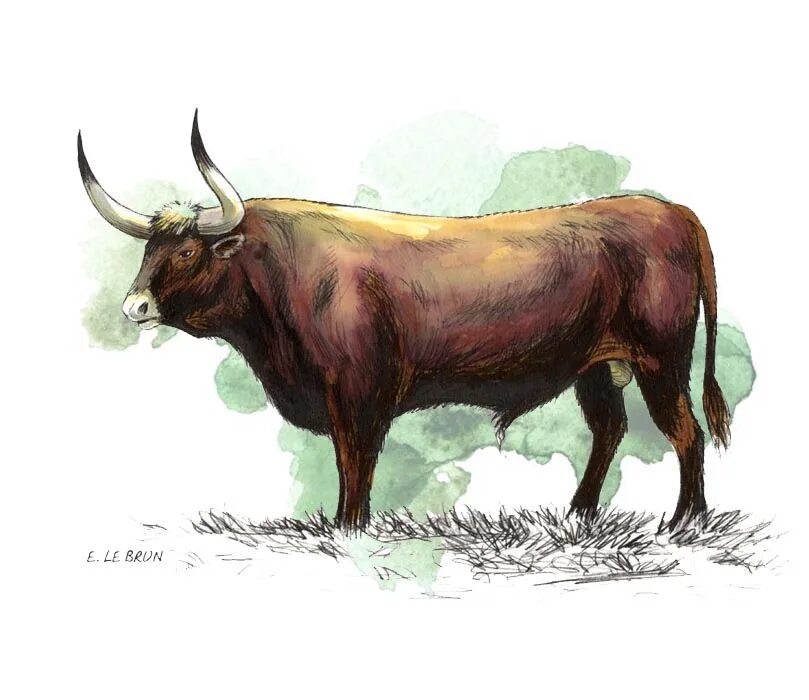 Дикий бык 5. Тур животное. Древние коровы. Первобытная корова. Тур бык вымерший.