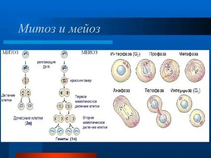 Наборы мейоза