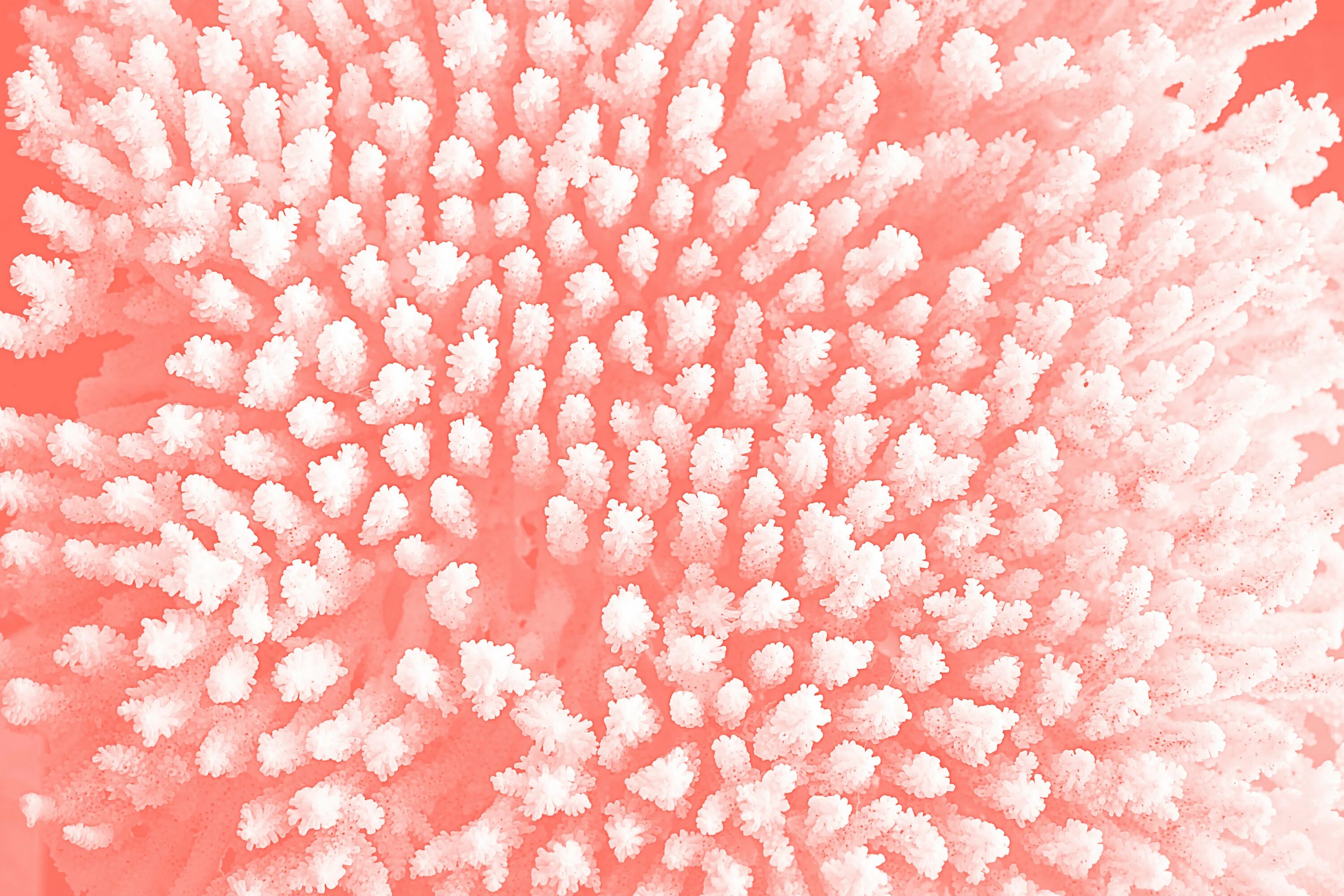 Coral phonk. Бледно розовый коралл. Текстура кораллов. Белый коралл. Кораллы Макросъемка.